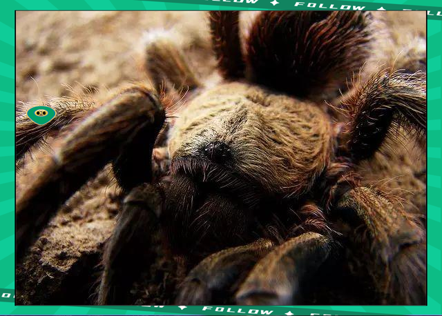 爱游戏- 世界足球莱万多夫斯基 